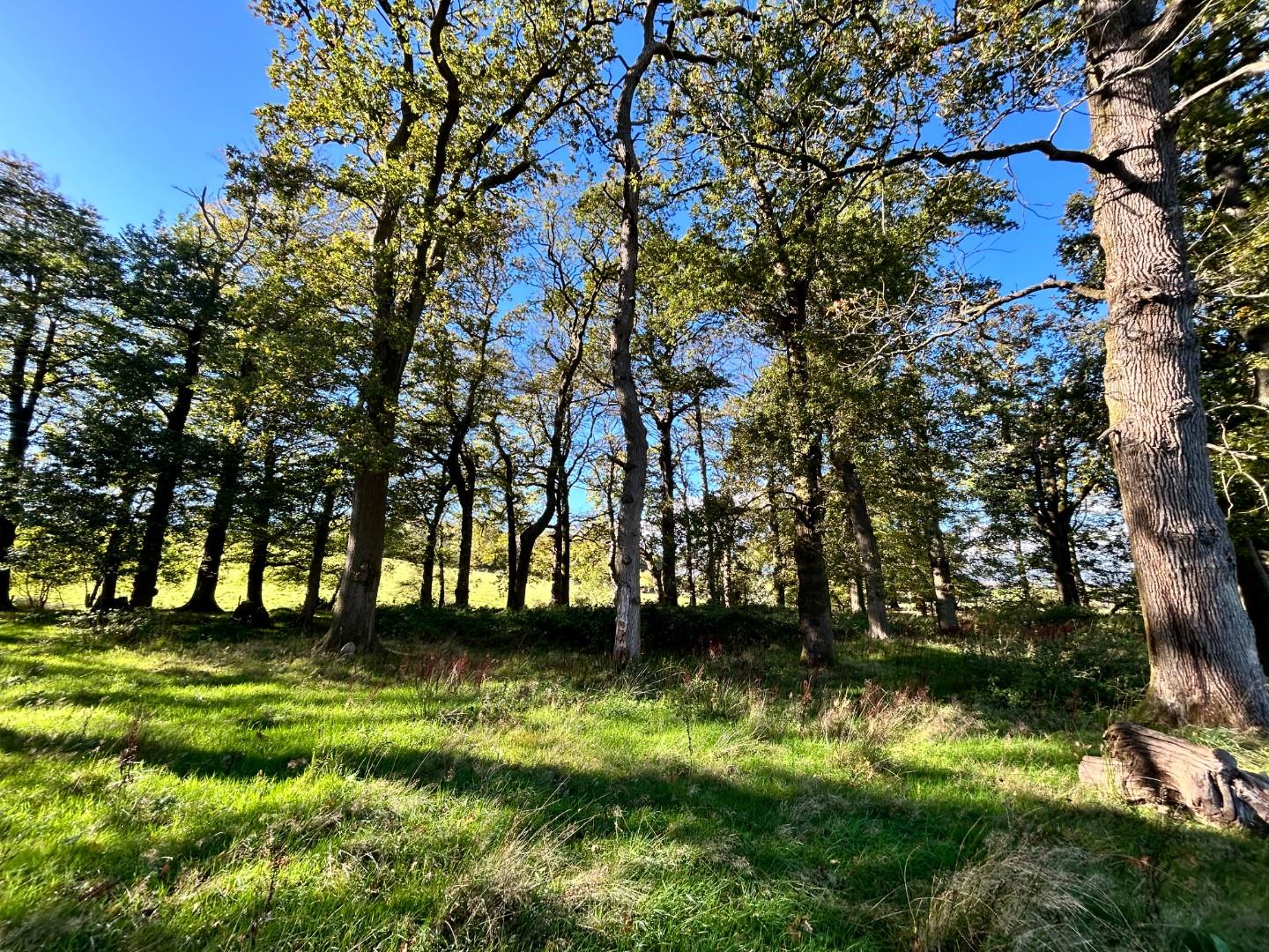 Lot 3: Approximately 2.41 Acres of Woodland, Llwynrhyddid Farm, Hensol